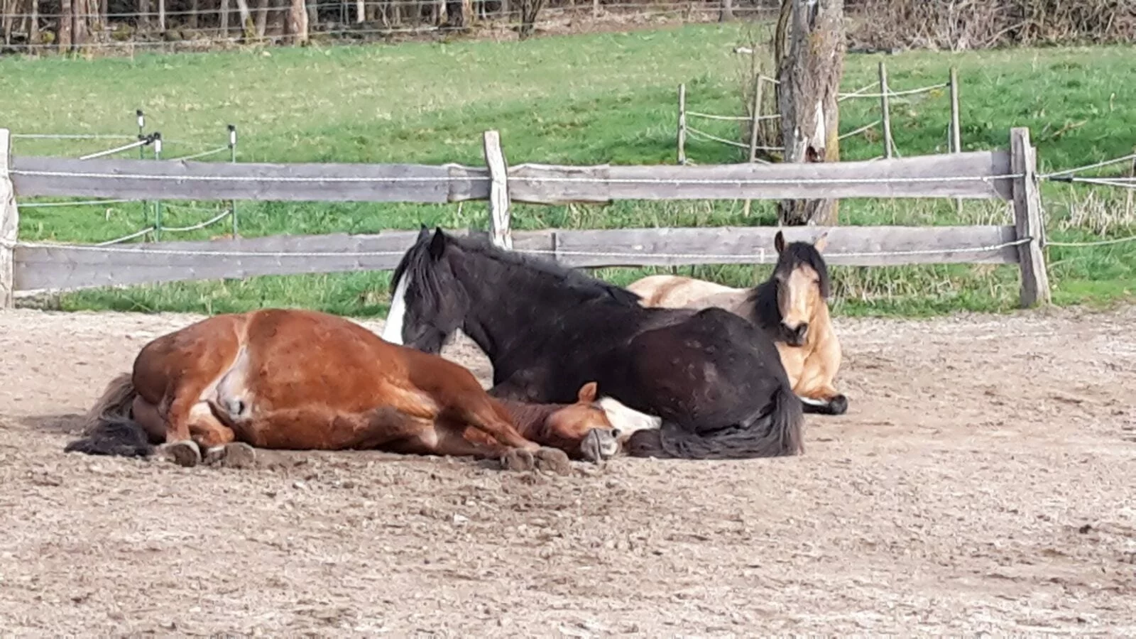 Mehrere Pferde ruhen gemeinsam auf dem Paddock