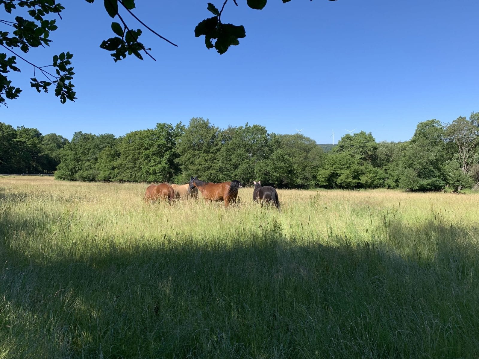 Pferde auf einer weitläufigen Sommerweide