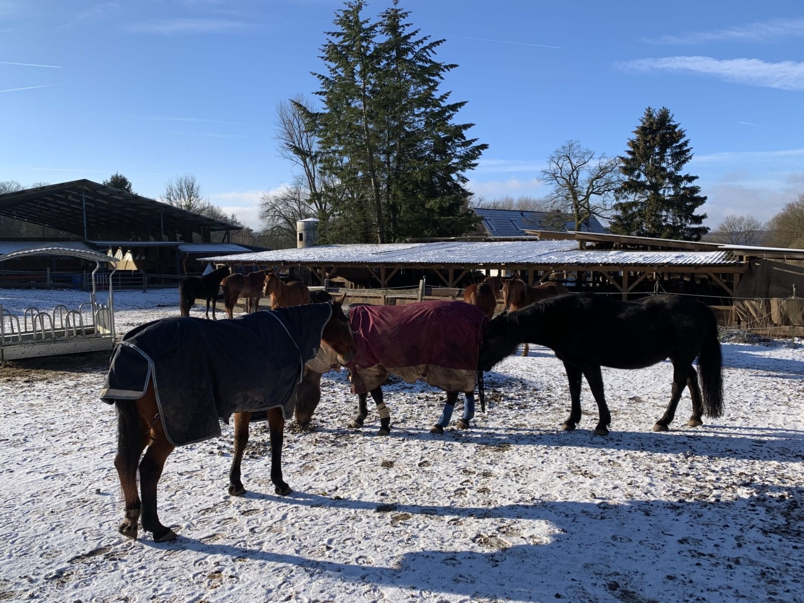 Pferdegruppe im winterlichen Paddock